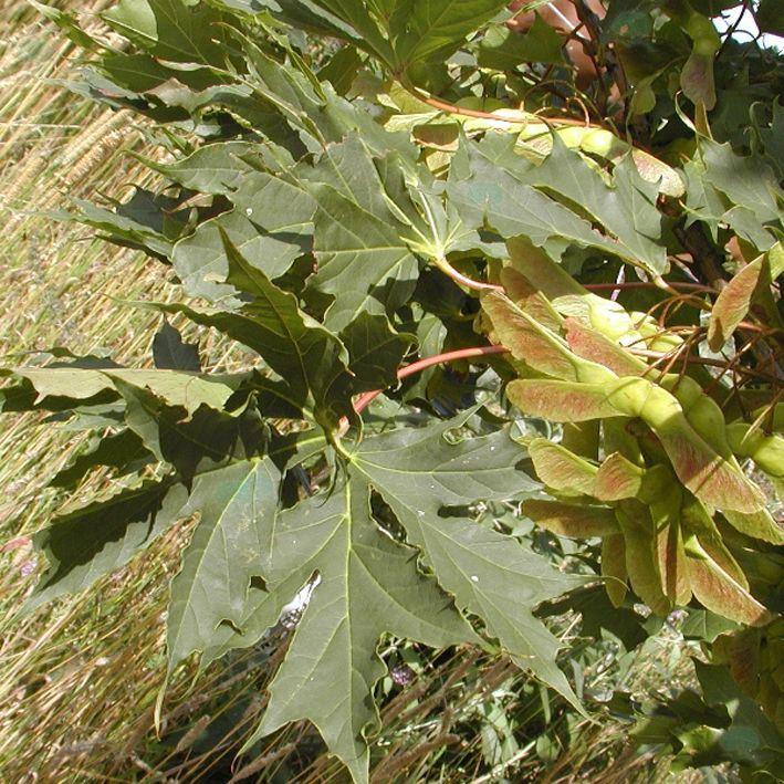 Acer platanoides 'Charles Joly'