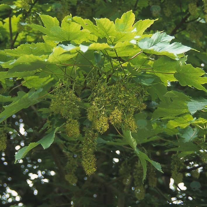 Acer pseudoplatanus