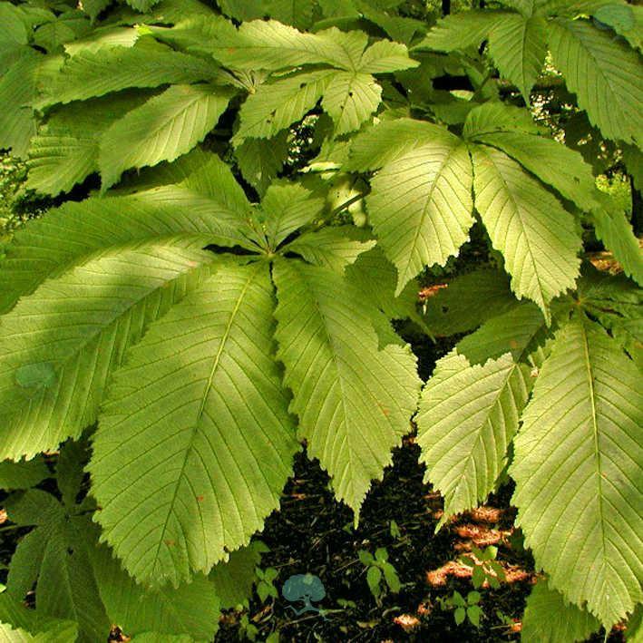 Aesculus hippocastanum 'Memmingeri'
