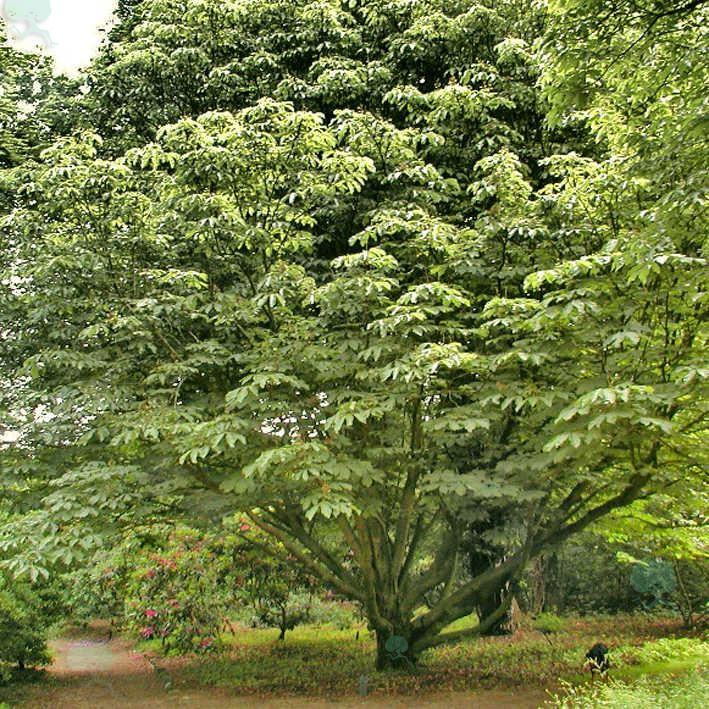 Aesculus hippocastanum 'Umbraculifera'