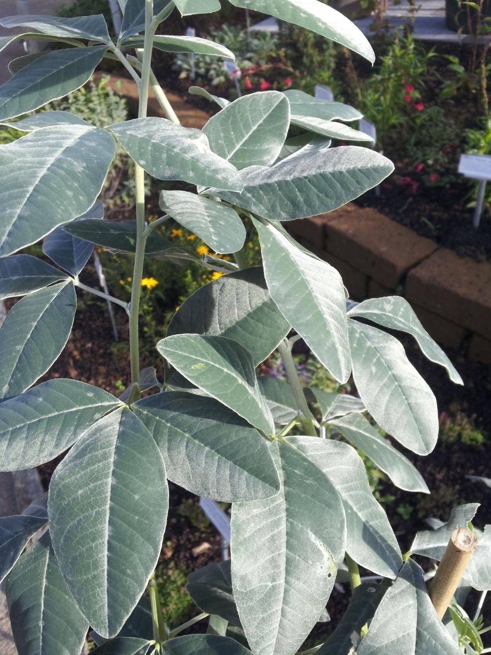 Argyrocytisus battandieri