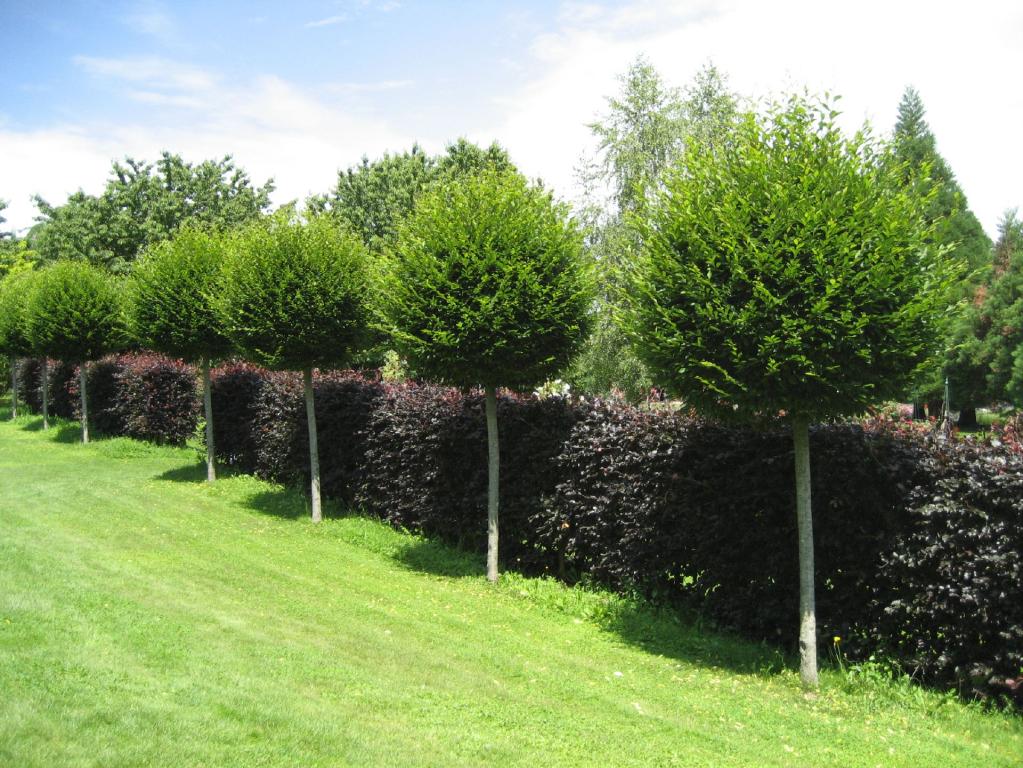 Carpinus betulus 'Fastigiata' 