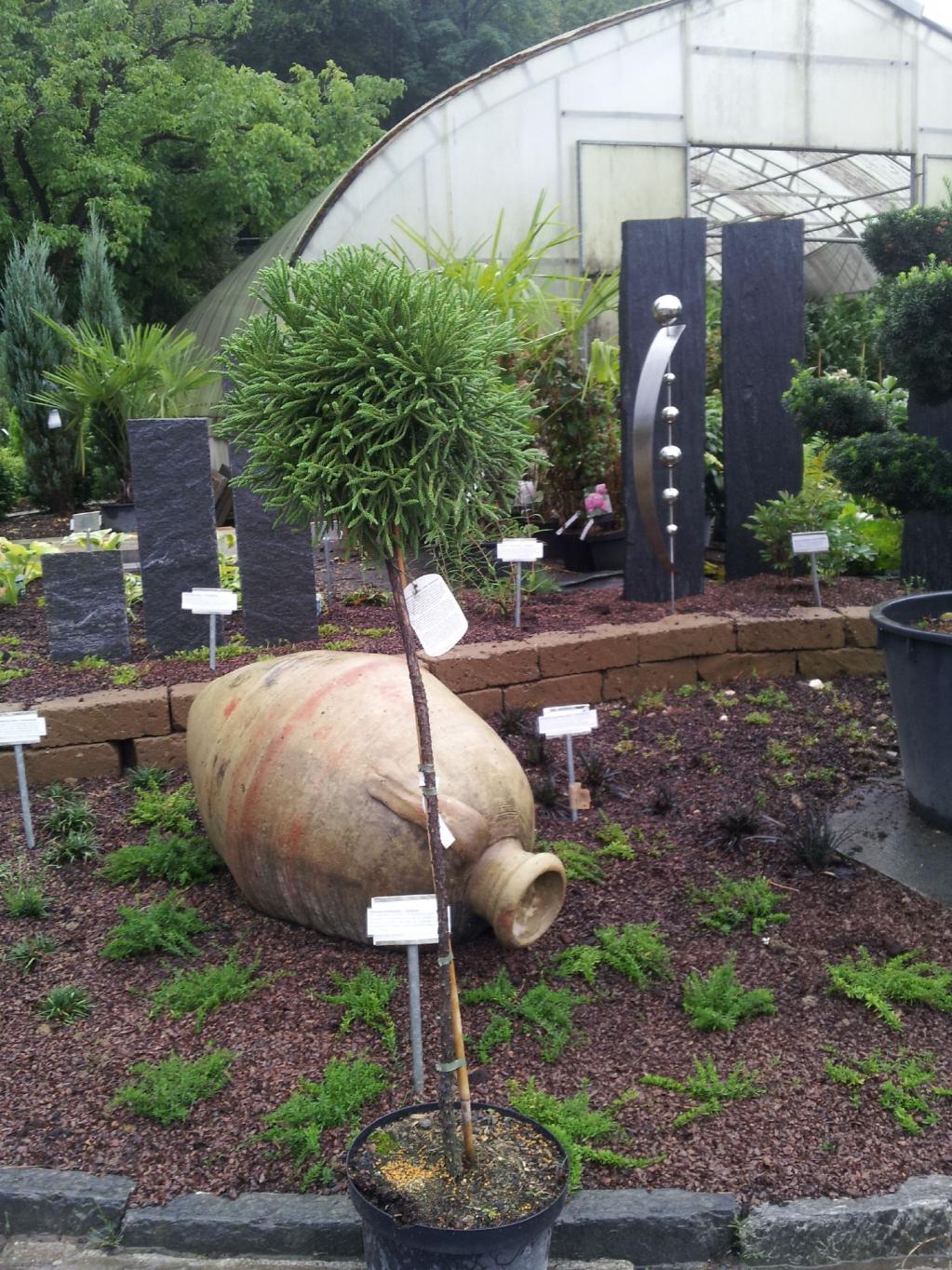 'Little Champion' Stamm 80cm