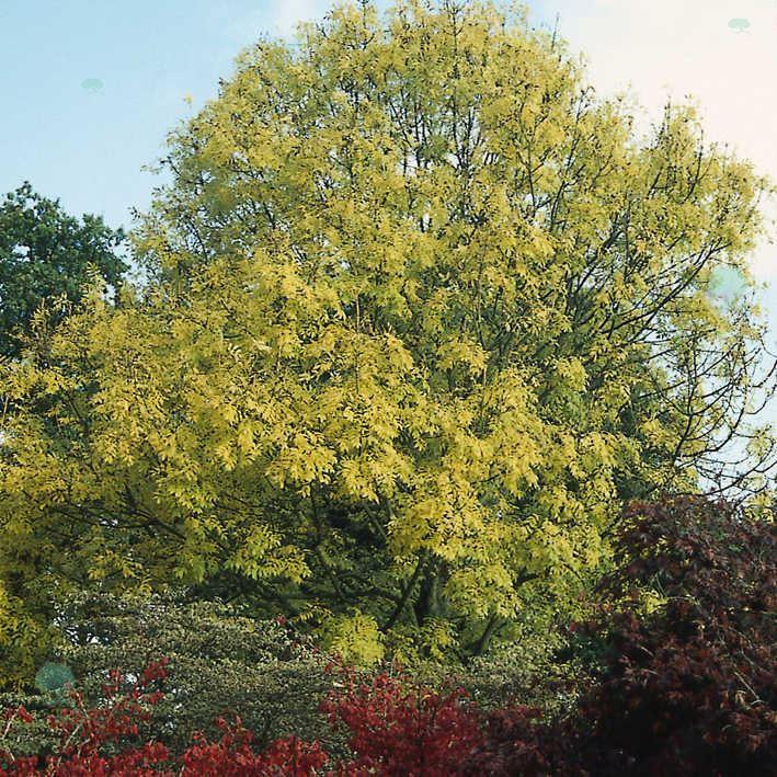 Fraxinus exc.'Jaspidea'