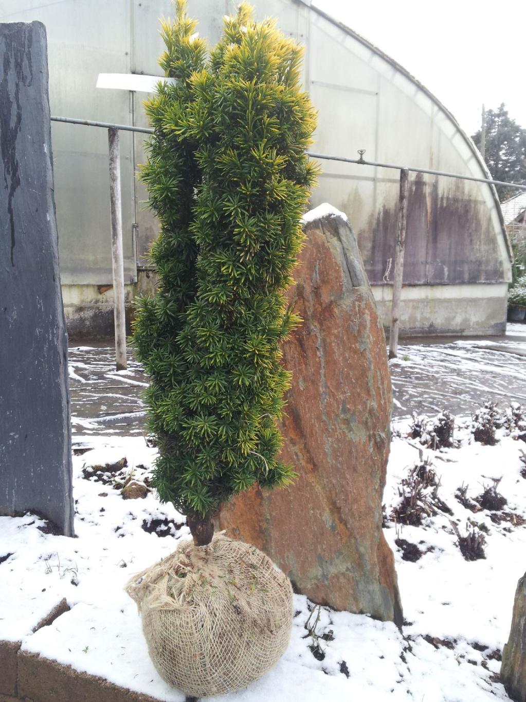 Säulen-Eibe  'Standishii'