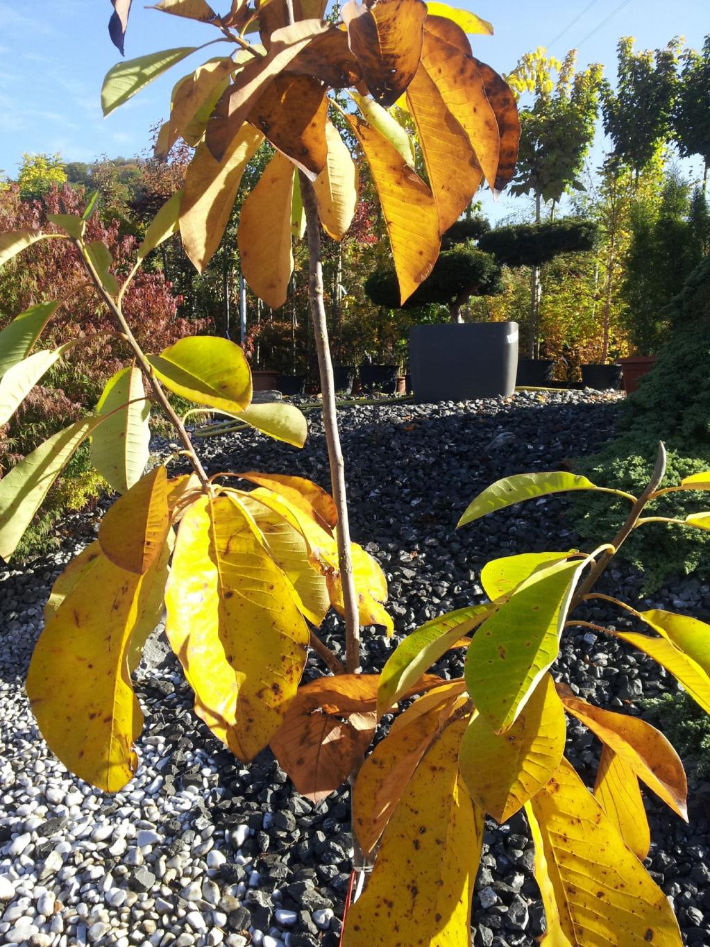 Weissrückige Magnolie, Rote Magnolie