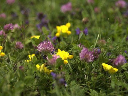 100% Schweizer Ökotypen 