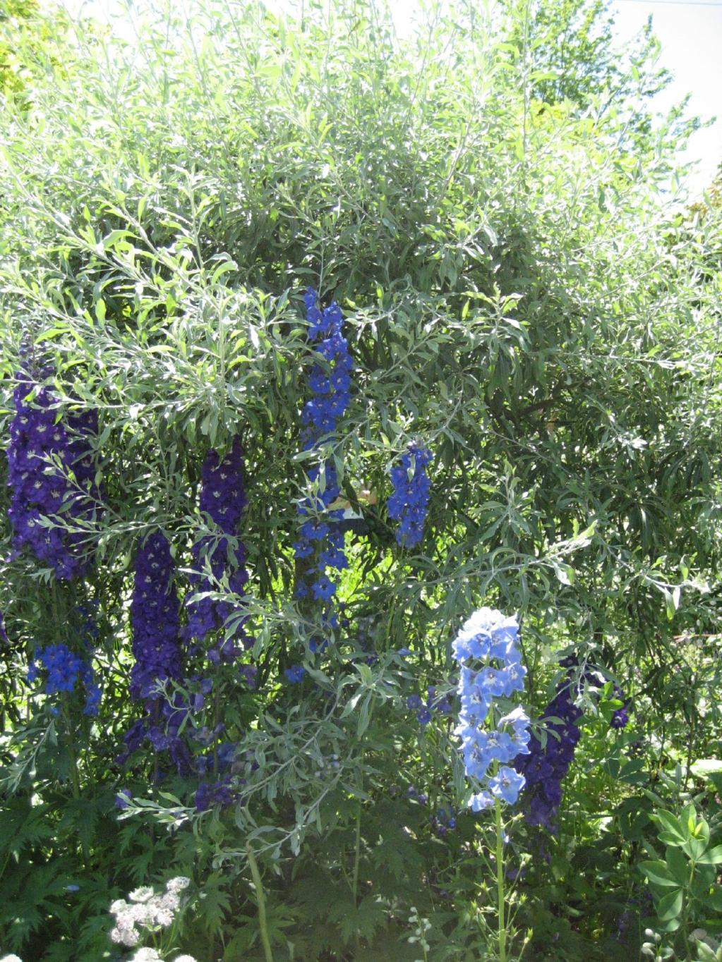 Pyrus salicifolia 'Pendula'