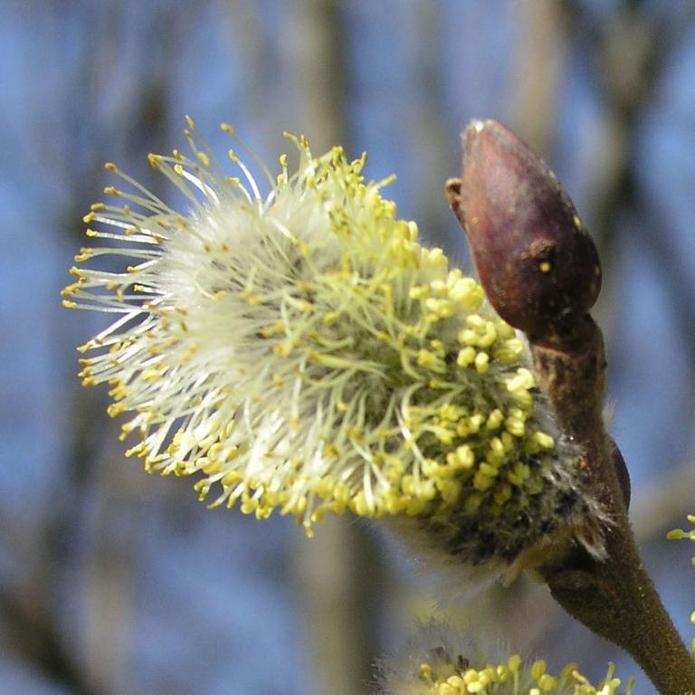Männliche Sal-Weide Riesen-Kätzchenweide