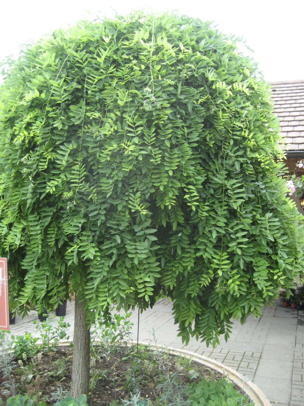 Sophora japonica 'Pandula' Hänge-Schnurbaum