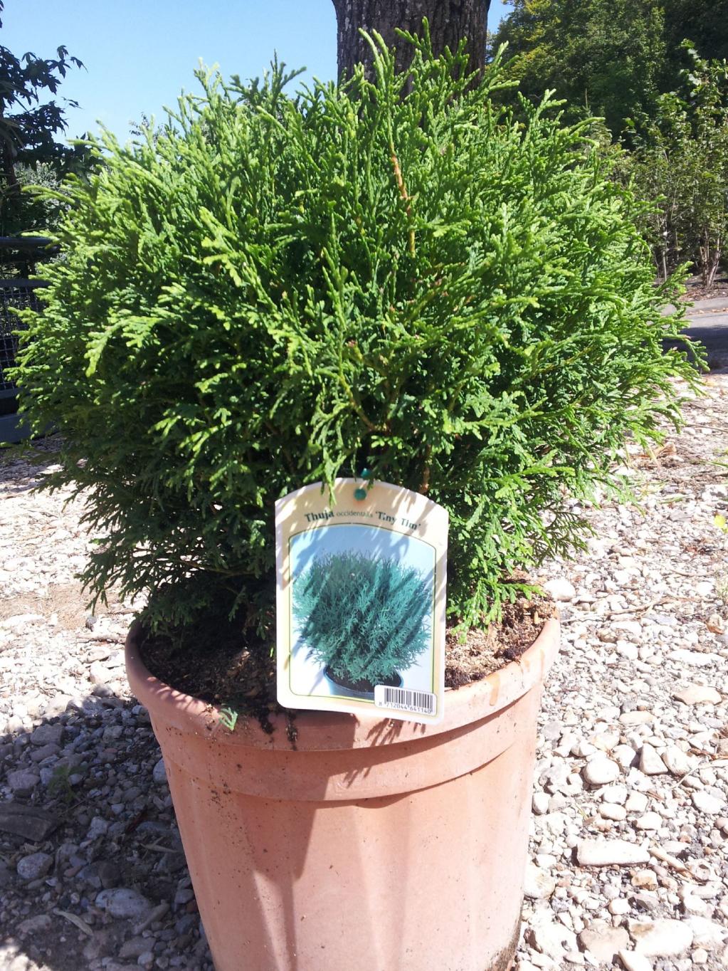 Zwerg-Lebensbaum 'Tiny Tim'