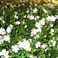 Vinca minor /  Immergrün