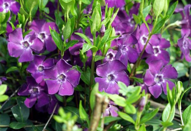 Vinca minor 'Atropurpurea'