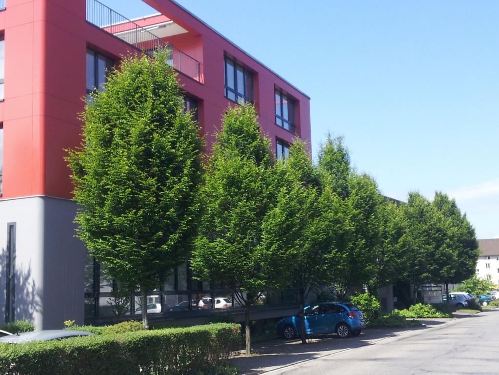 Carpinus betulus 'Fastigiata' 