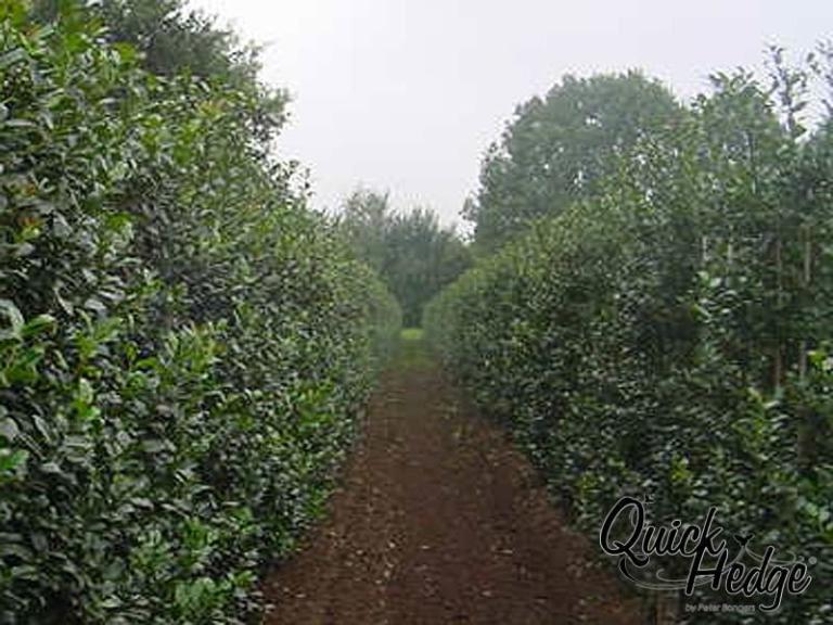 Ilex meserveae 'Blue Maid' Stechpalme