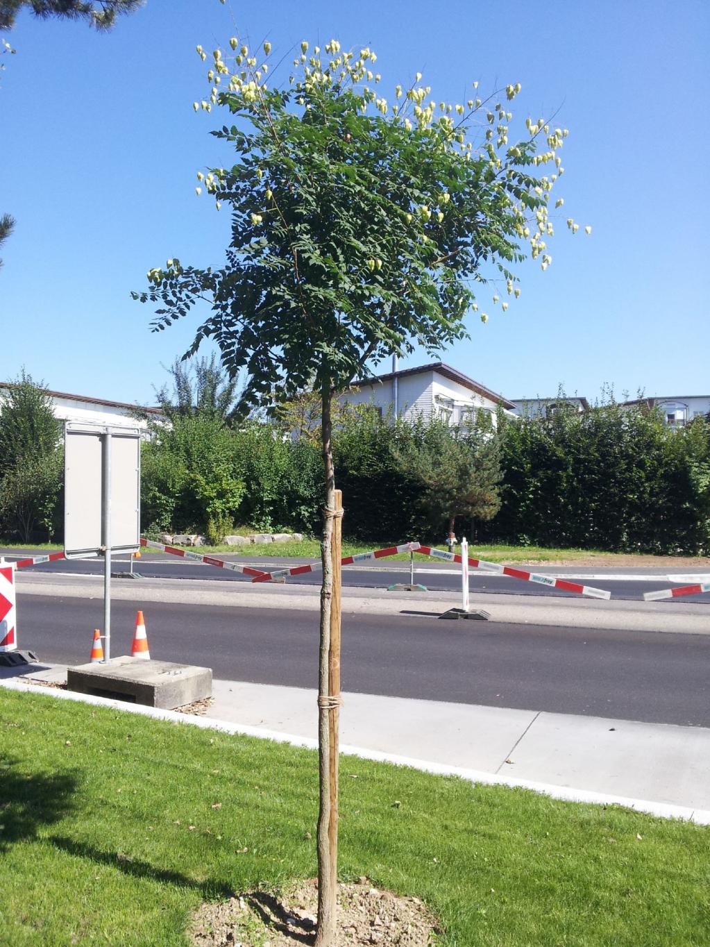 Blasenbaum, Blasenesche - Sapindaceae