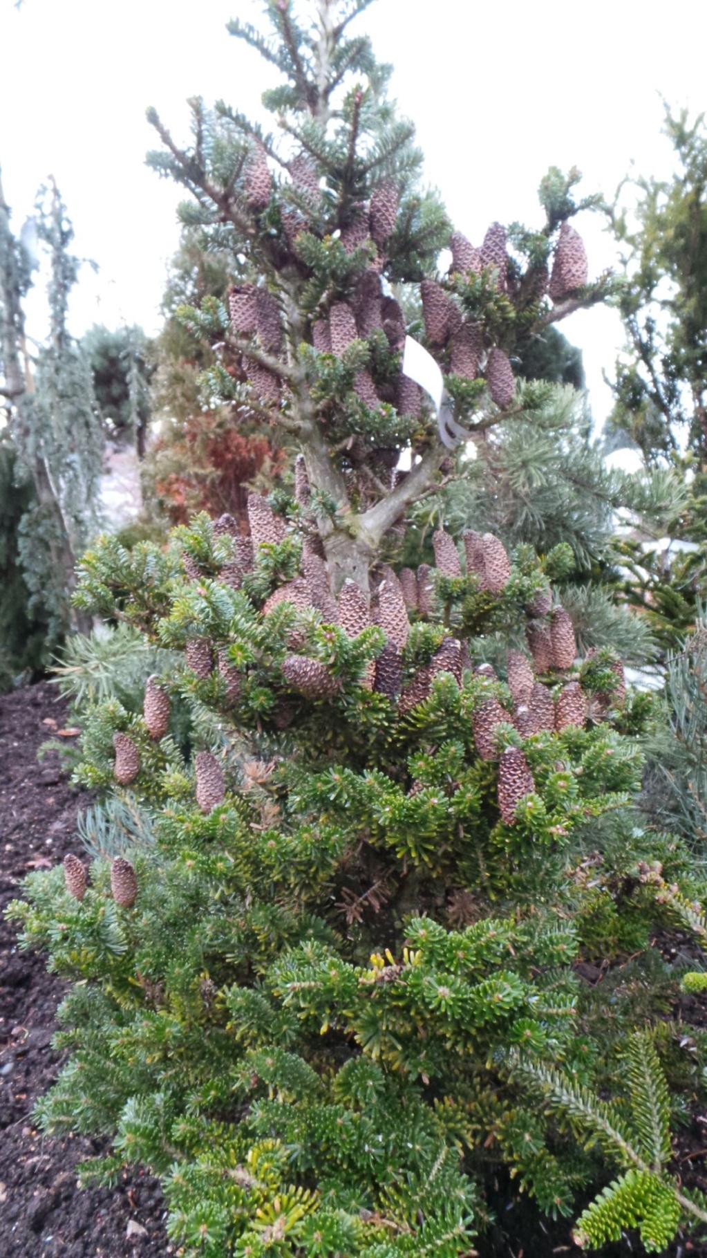 Abies koreana 'Oberon'