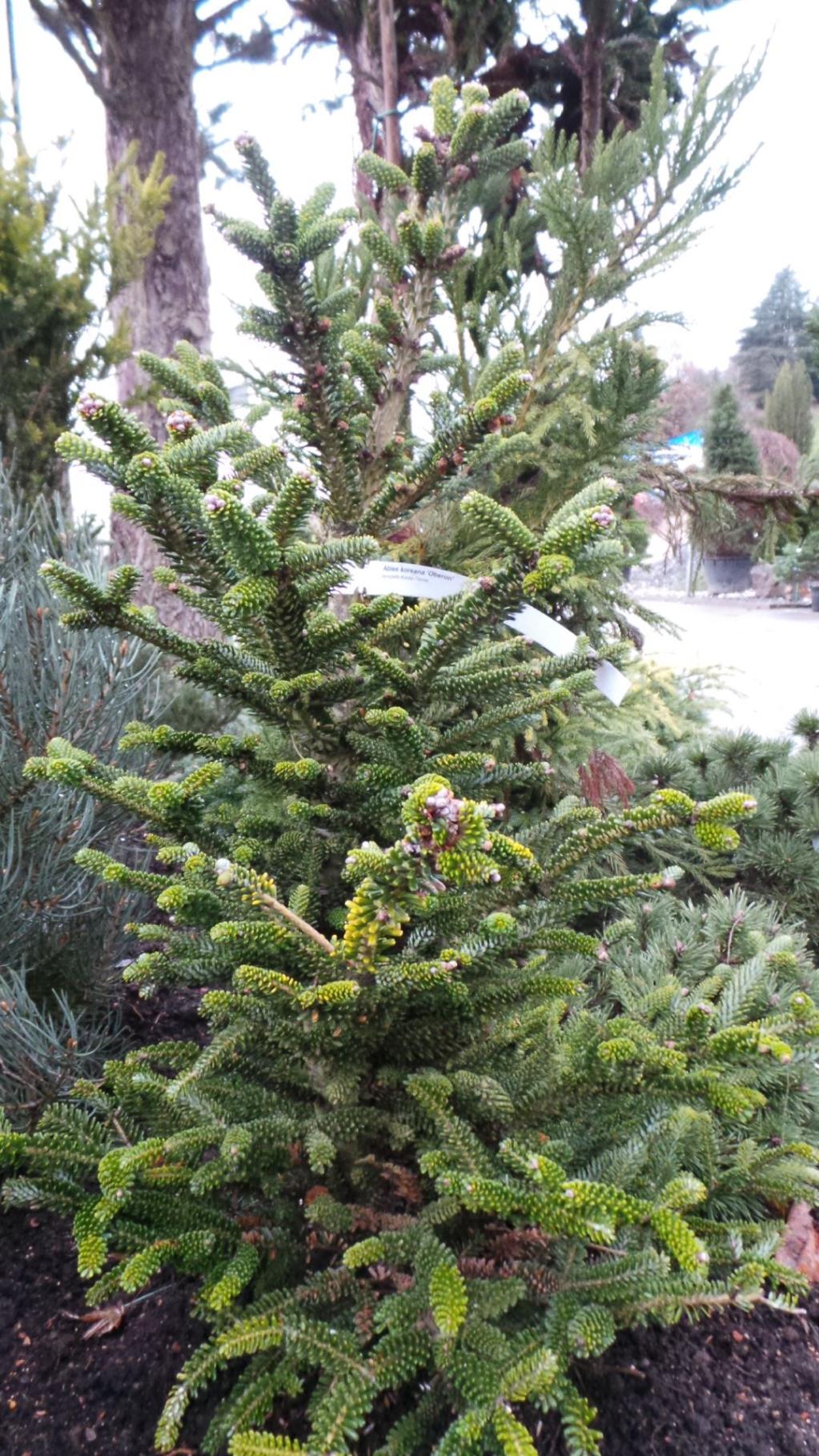 Abies koreana 'Oberon'