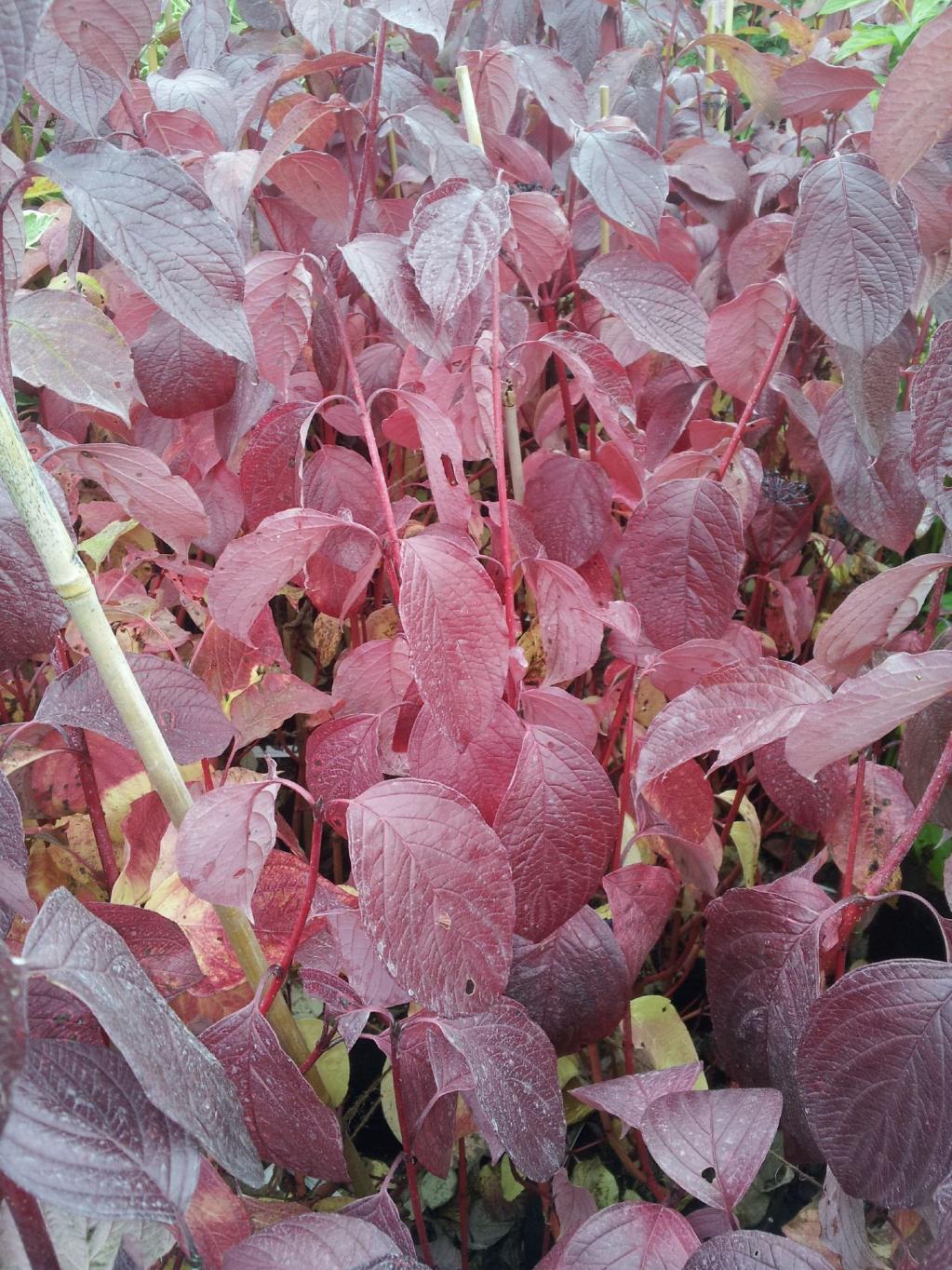 Rotrindiger Hartriegel