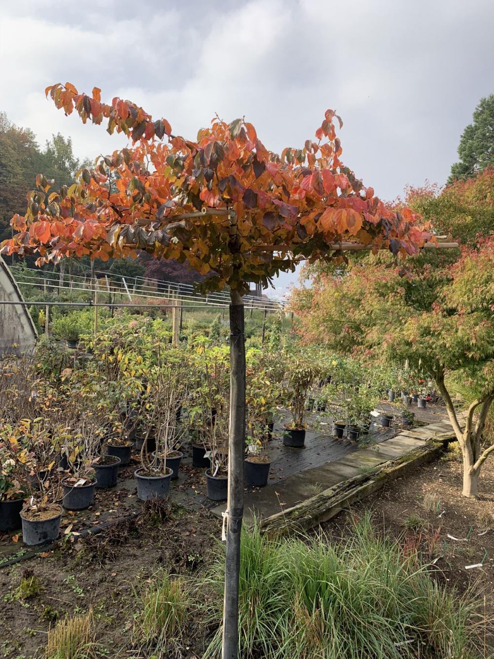  Parrotia persica Dachspalier / Eisenholzbaum