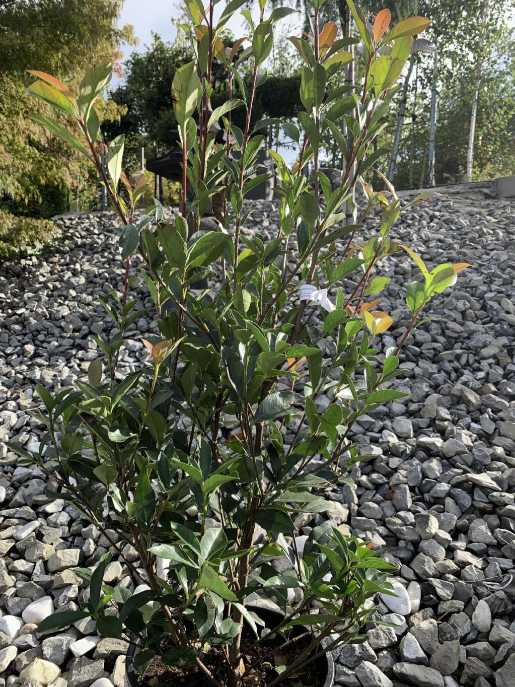 Glanzmispel 'Robusta Compacta'