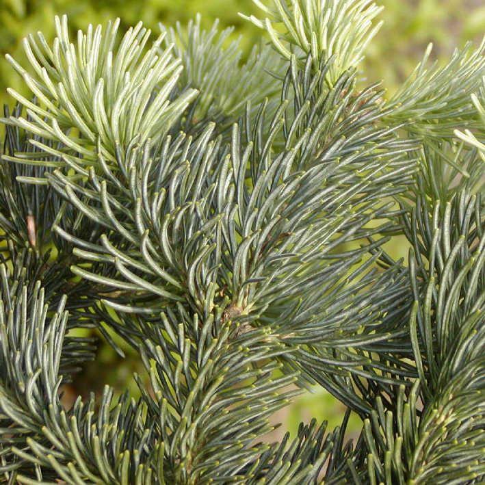 Abies lasiocarpa