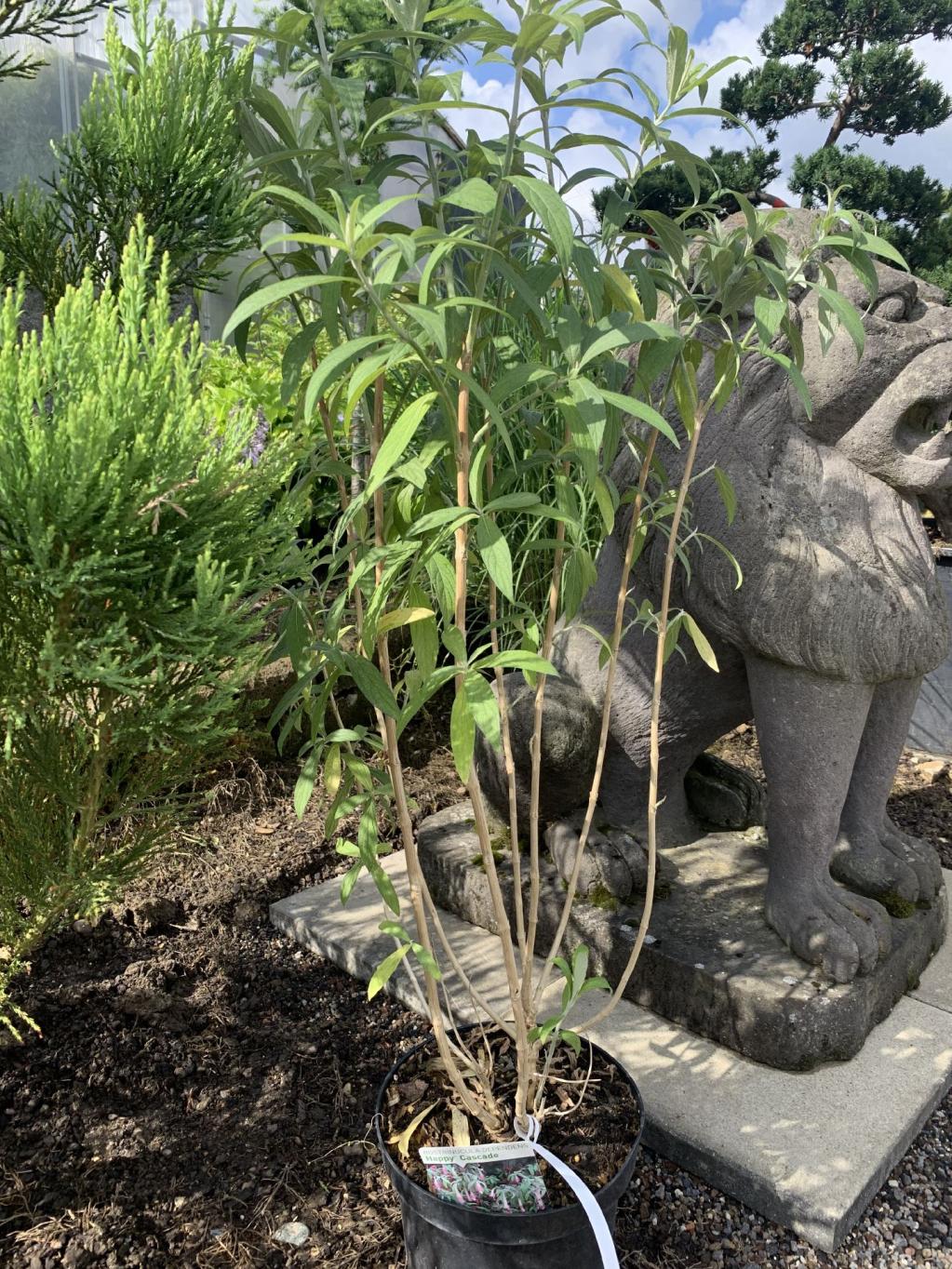 Rostrinucula dependens 'Happy Cascade' ®