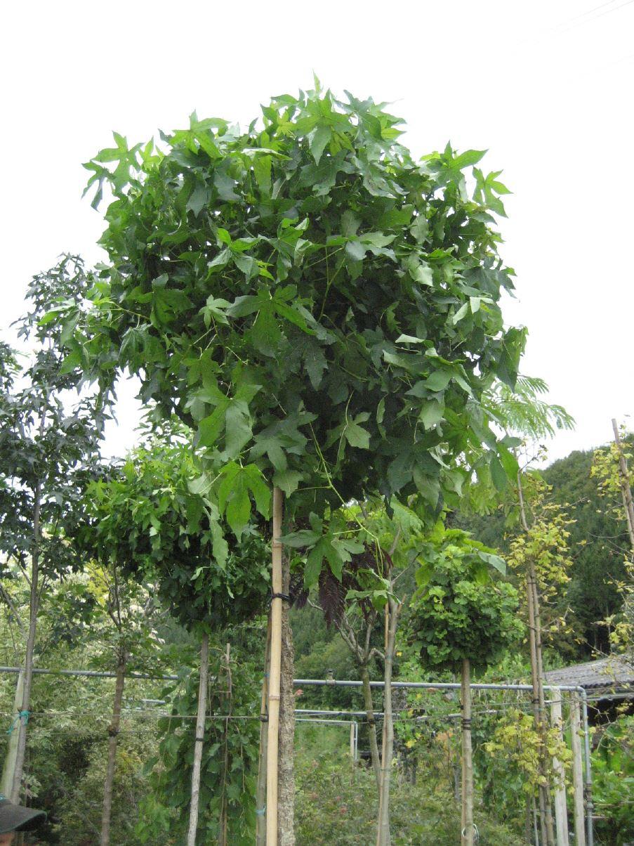 Liquidambar styraciflua 'Gum Ball'