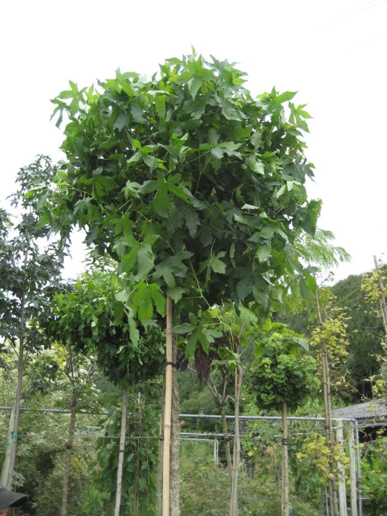Liquidambar styraciflua 'Gum Ball'