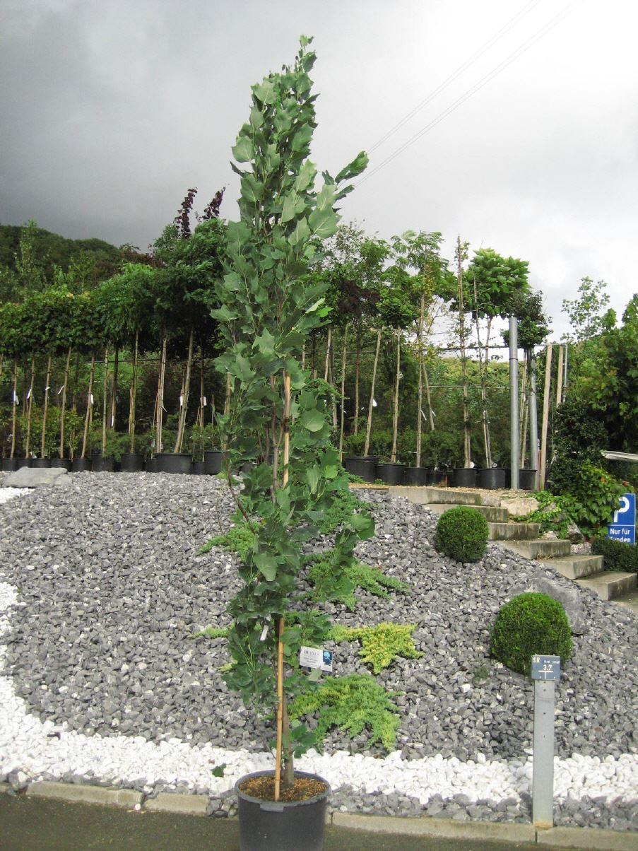 Liriodendron tulipifera 'Fastigiatum'