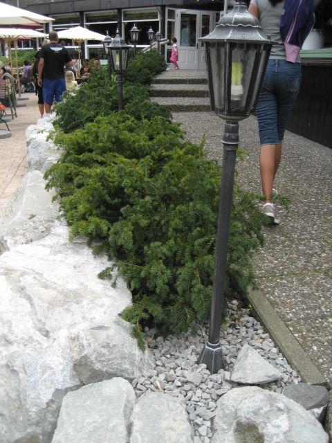 Taxus baccata  Repandens