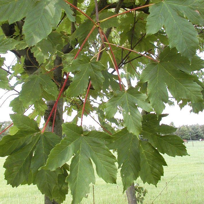 Acer freemanii 'Autumn Blaze'