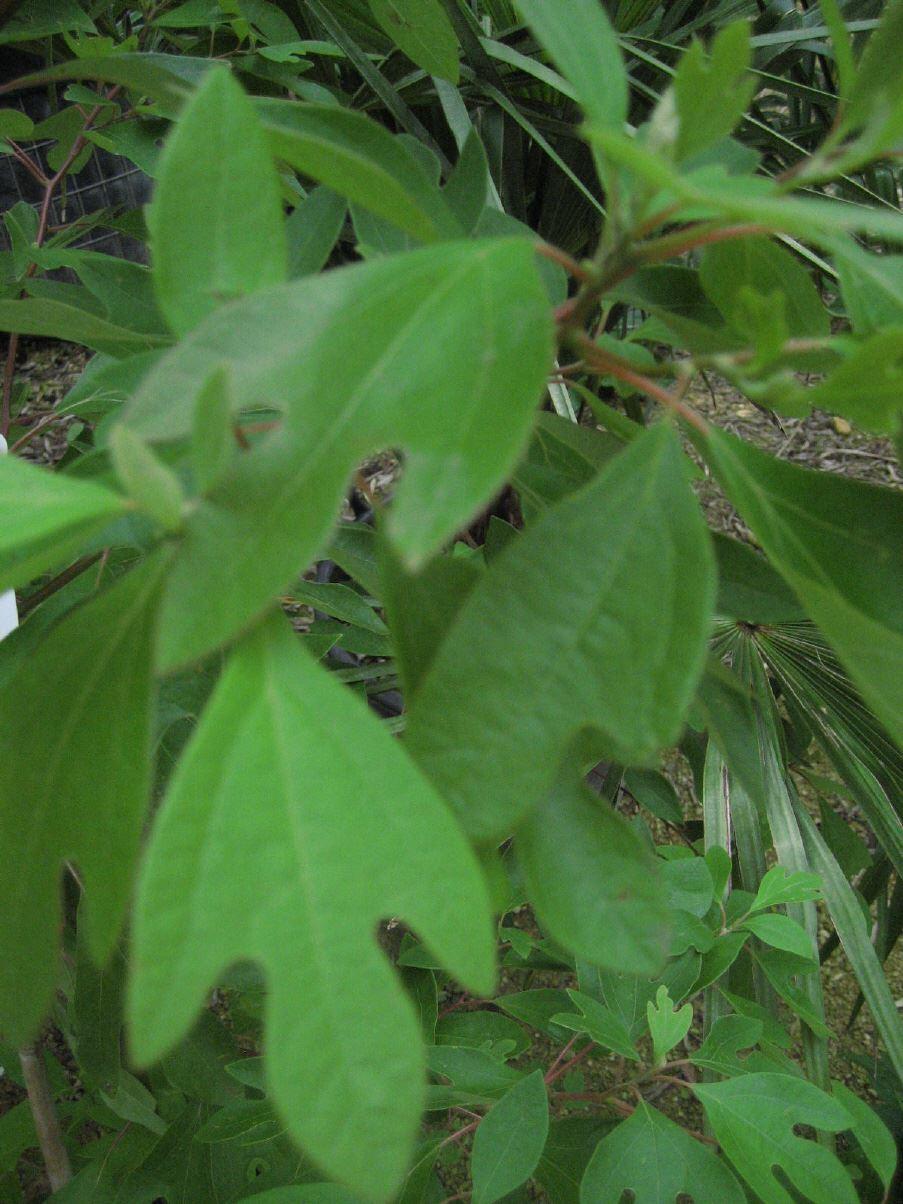 Sassafras albidum