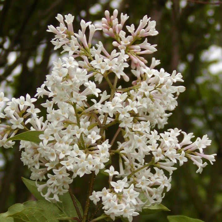 Syringa sweginzowii
