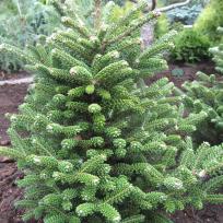 Abies koreana 'Oberon' 