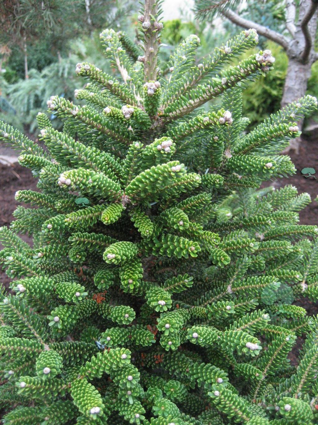 Abies koreana 'Oberon'