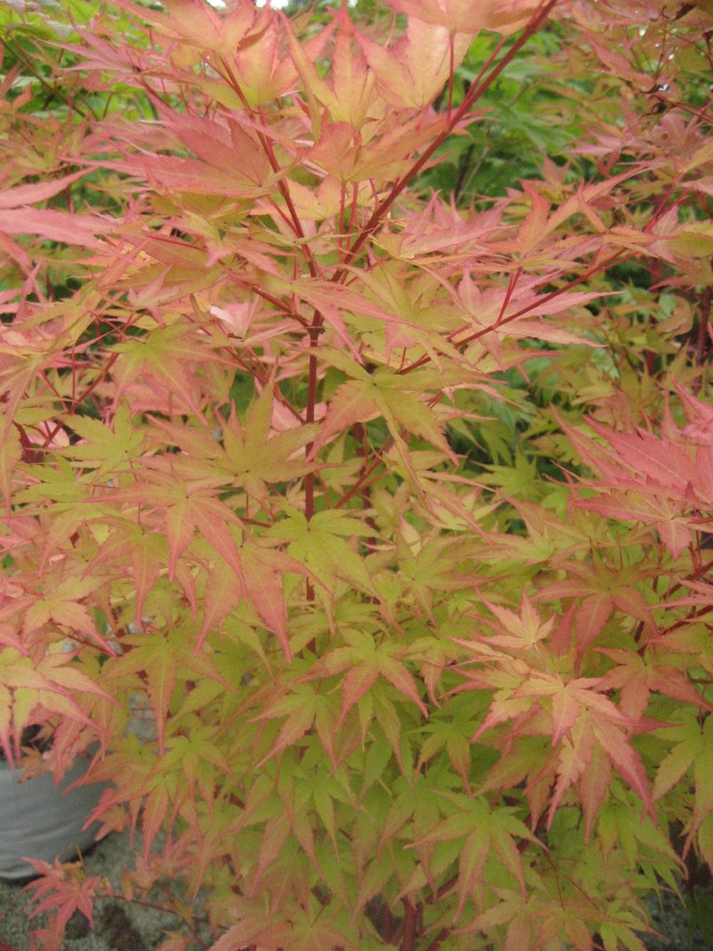 Fächerahorn ‘Sangokaku  