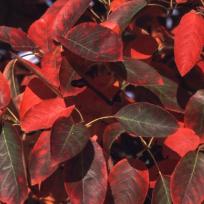 Kinderfreundliche Pflanzen