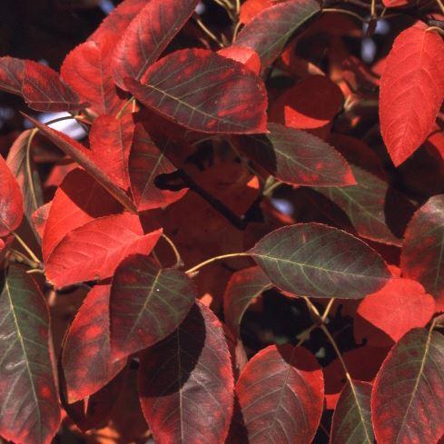 Kinderfreundliche Pflanzen