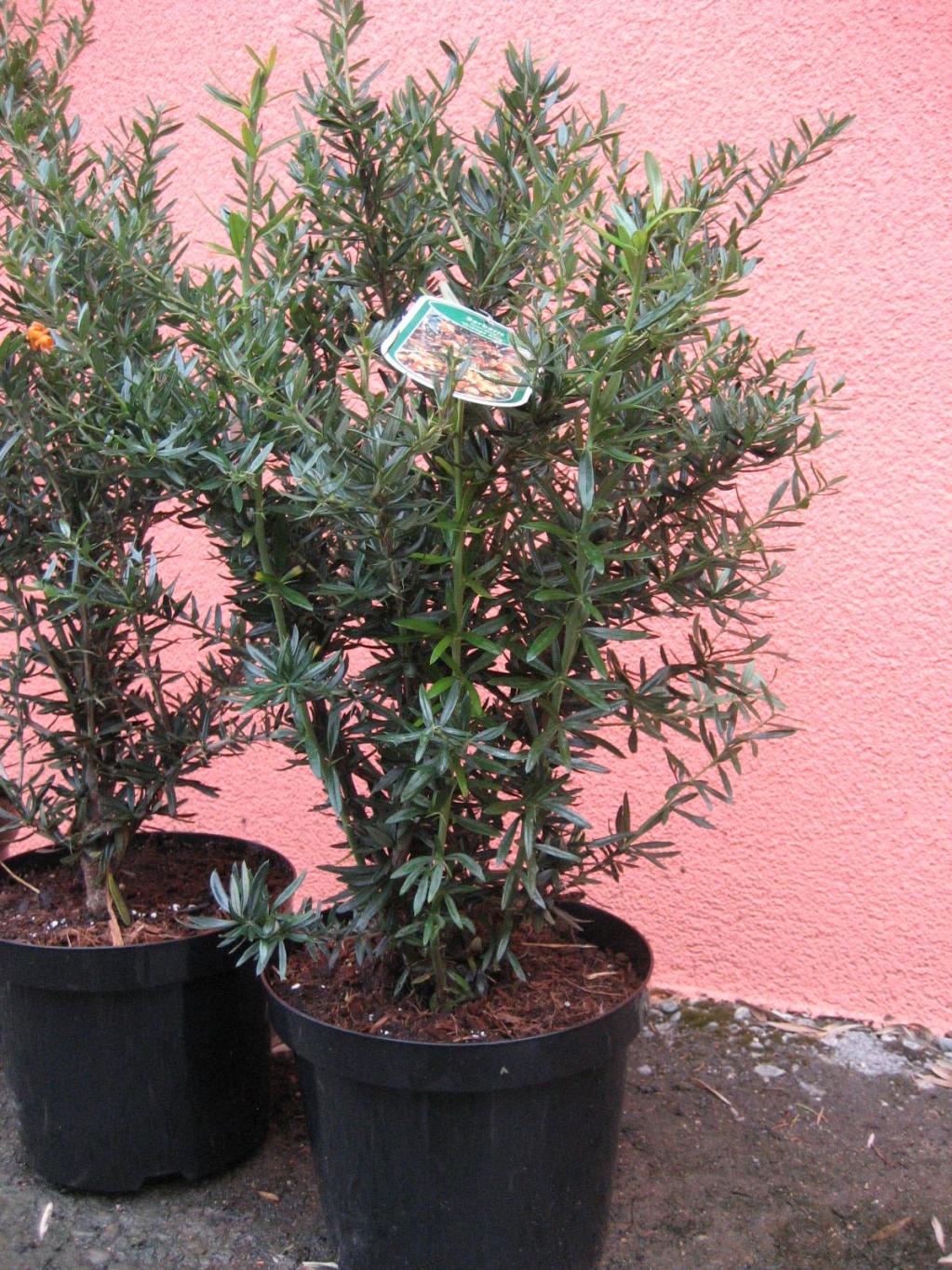 Berberis linearifolia 'Orange King'