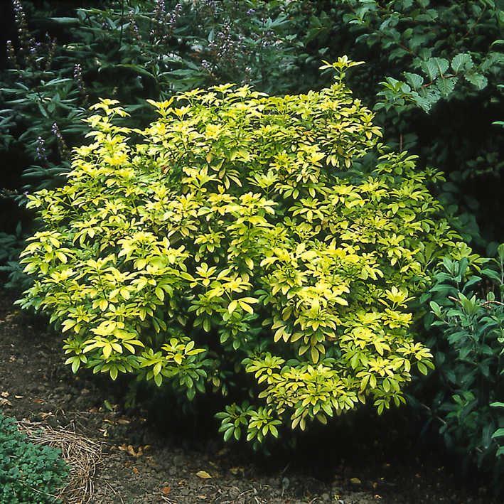 Choisya ternata 'Sundance'  ®