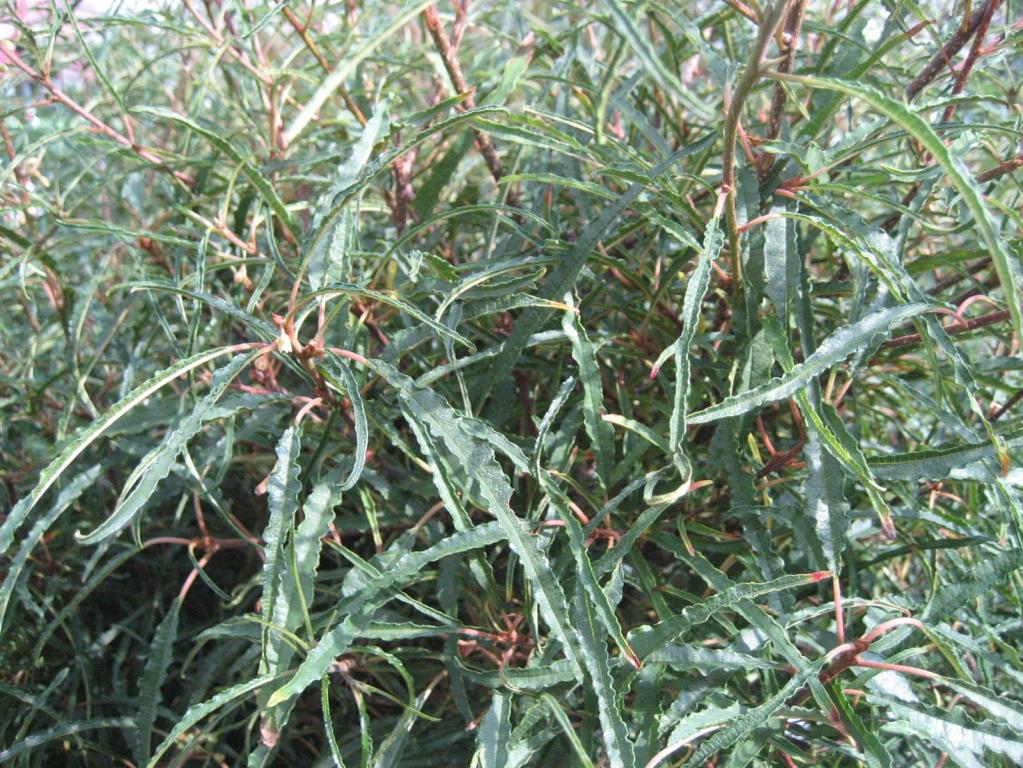 Frangula alnus 'Asplenifolia'