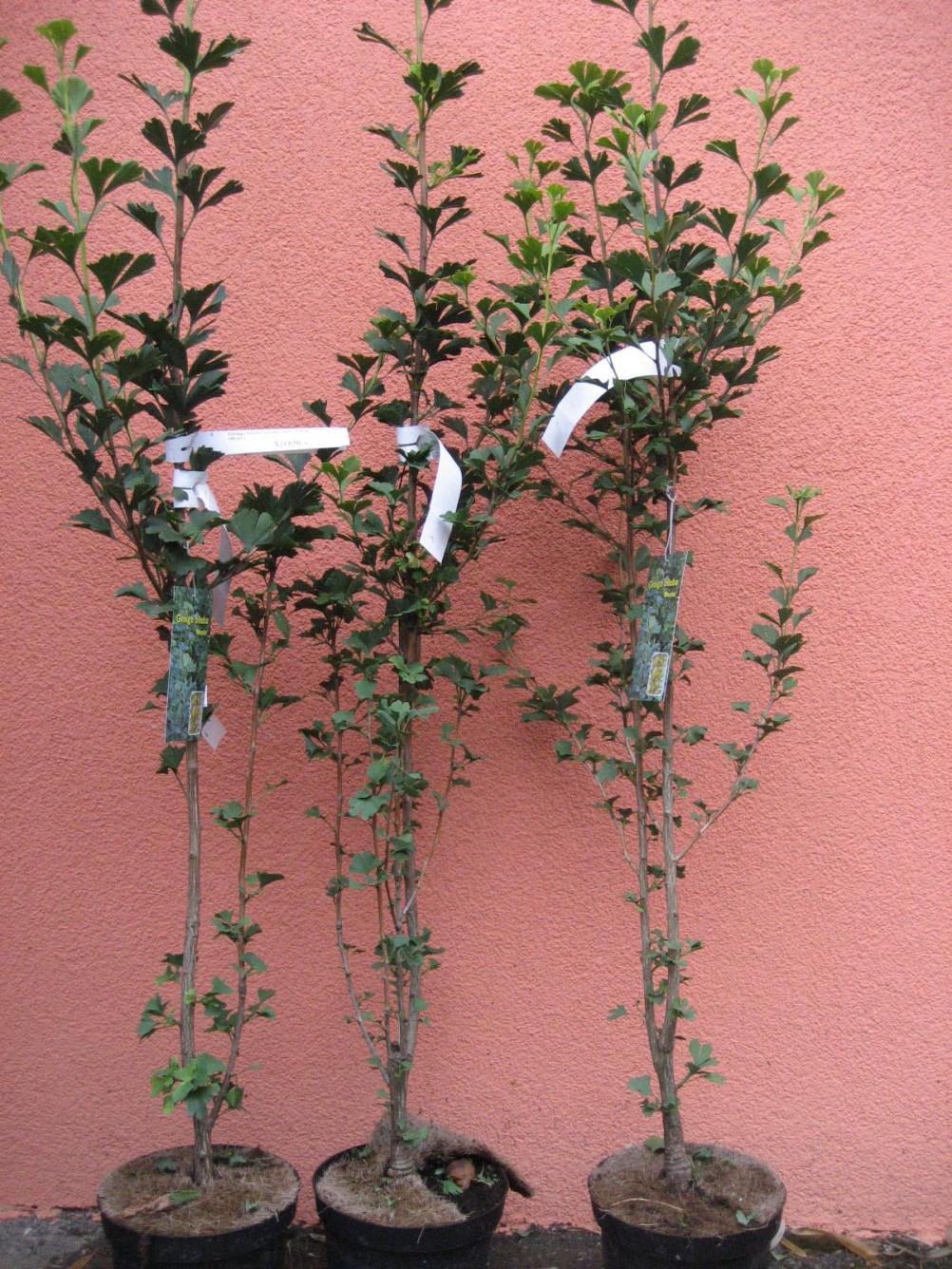 Ginkgo biloba 'Menhir'