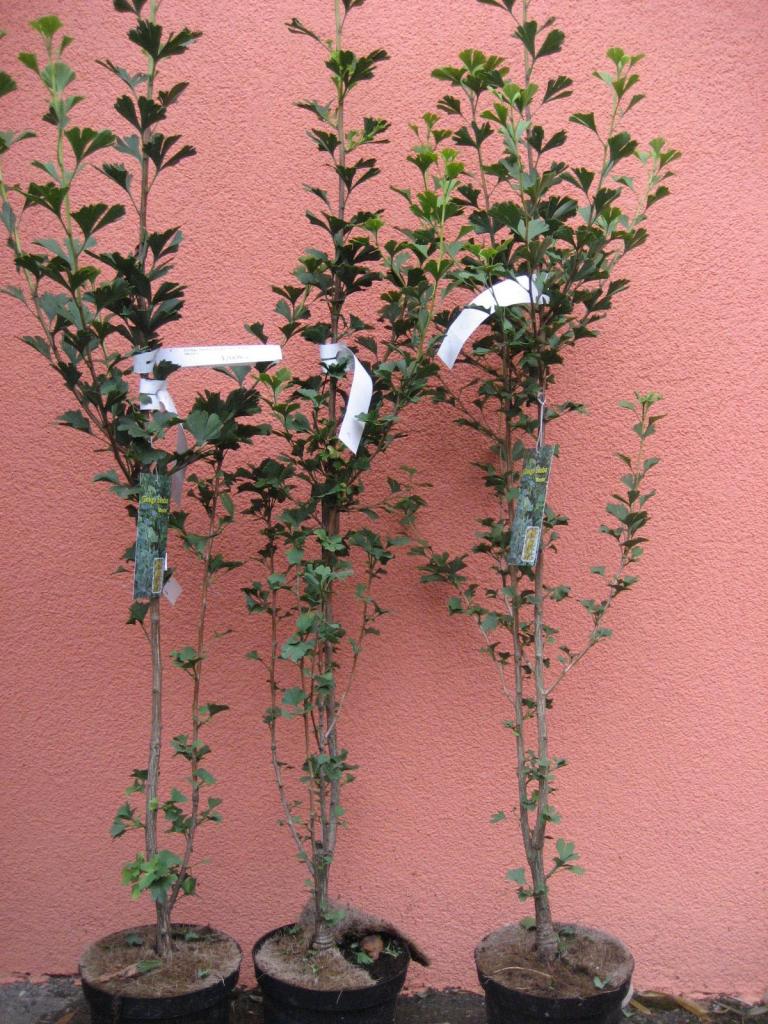 Ginkgo biloba 'Menhir'