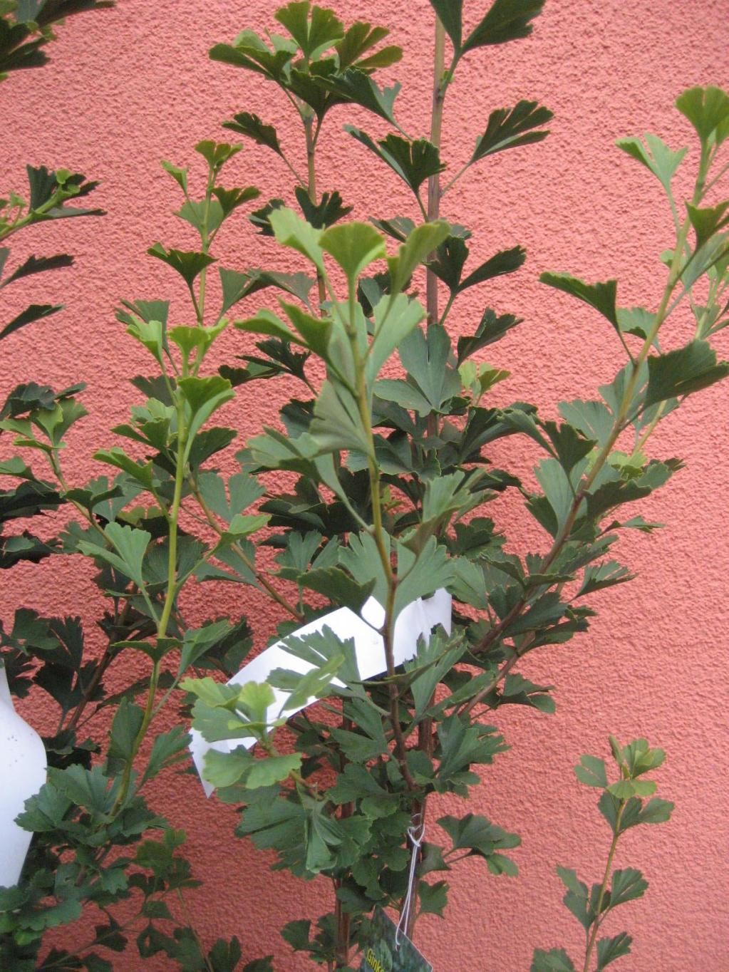 Ginkgo biloba 'Menhir'