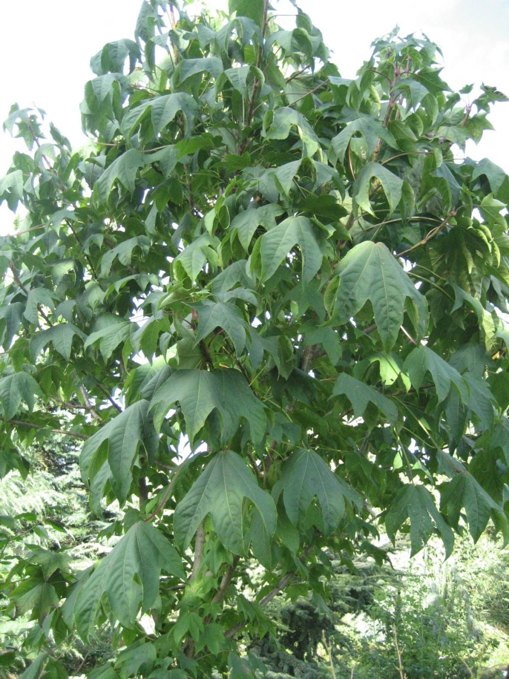 Kalopanax septemlobus