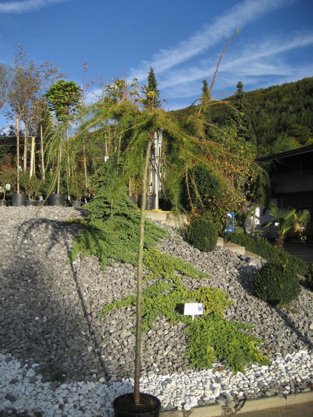 Larix decidua 'Pendula'