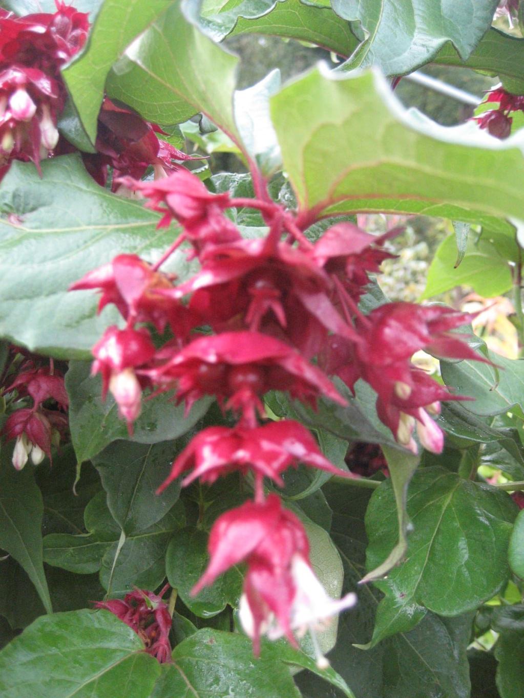 Leycesterie, Karamellstrauch