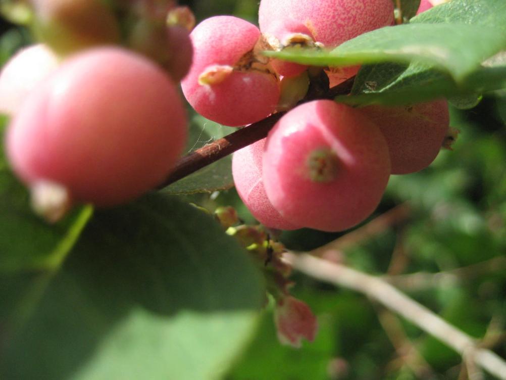 Purpurbeere Rosa Schneebeere Knallerbsenstrauch