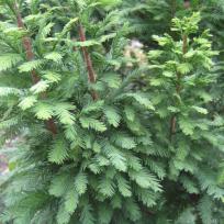 Taxodium distichum 'Peve Minaret'